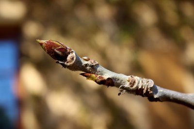 Populus lasiocarpa - topol chlupatý - pupen